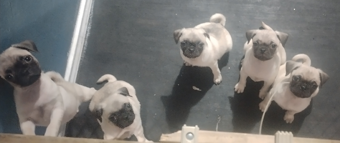 Pug – Pug Puppies