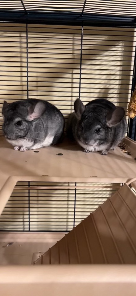 chinchillas