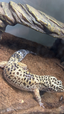 Any – leopard gecko