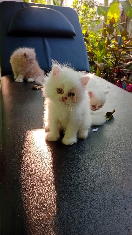 Persian (Traditional) – persian cat