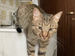 European Shorthair in Monza