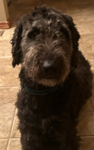 Aussie doodle