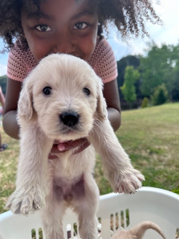 Golden Retriever – golden doodle pups