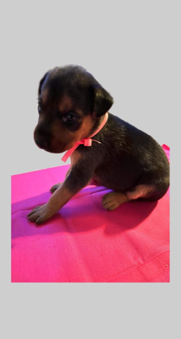 Doberman Pinscher – Doberman/Rottweiler