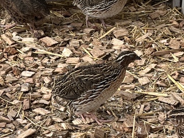 Quail – male coturnix quail – Leeds