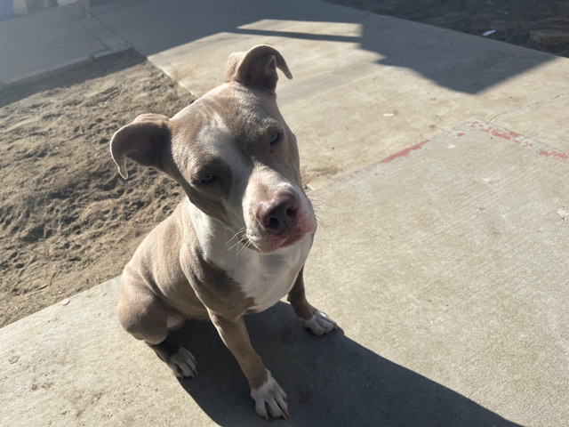 American Pit Bull Terrier – free loveable doggie
