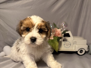 Yorkshire Terrier – Biewer Yorkshire Terrier Puppies – Taunton