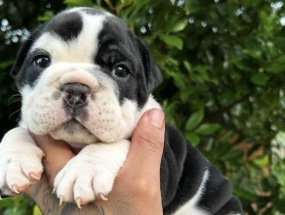 Olde English Bulldogge – 12wk Puppy Teddy – Playful & Sweet – Rehoming – Milwaukee