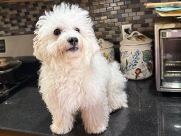 Bichon Frise – Bichon Frise – East Syracuse