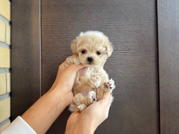 Golden Retriever – *Playful*: Curious, energetic, and loves to interact -*Affections*: Cuddly, likes human interaction, and seeks attention -*Independent*: Aloof, self-sufficient, and doesn't seek attention -*Anxious*: – San Diego