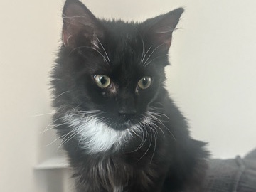American Shorthair – Juno – Orangeburg