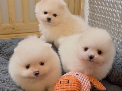 Pomeranian – Adorable Pomeranian puppies Available – Amsterdam