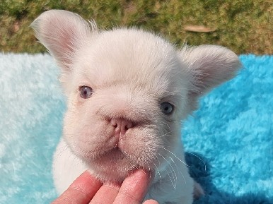 French Bulldog – New Shade & Tan Platinum Full Fluffy Big Rope Male