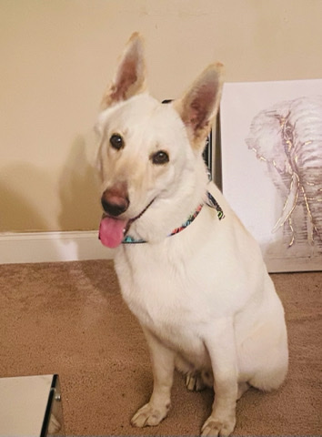 White Shepherd – CKC Shepherd