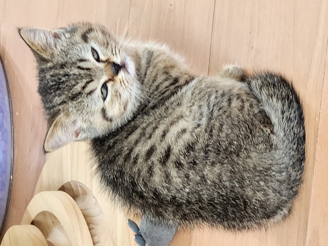 British Shorthair – British shorthair kitten