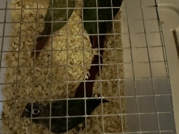 Green cheeked Conure