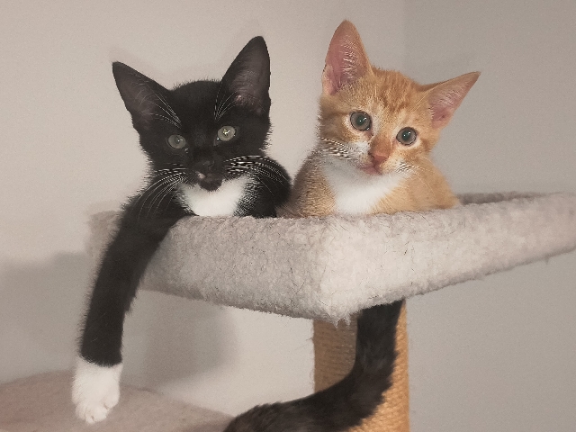 Kittens – Harker Heights