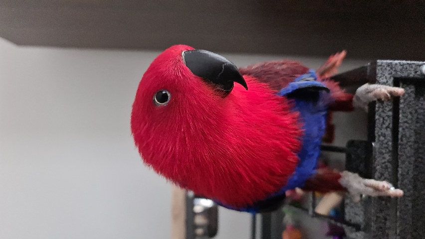 Beautiful Eclectus Parrot 