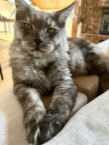 Maine Coon – pure bred Maine **** kitten