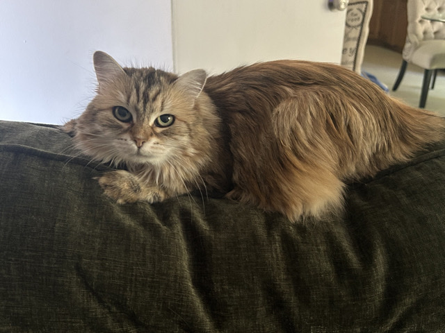 Himalayan – my cats name is Classy – Omaha