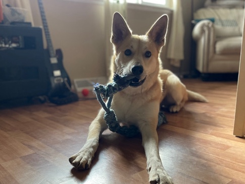 Labrador Husky – Sweet Doggy Needs New Home