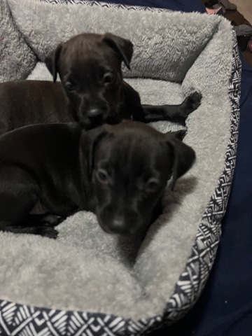 Cane Corso – 2 Cane Corso Puppy’s