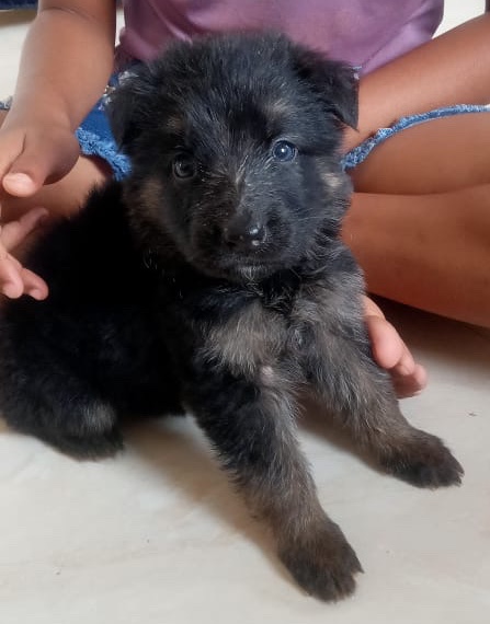 German Longhaired Pointer – german shephard puppies