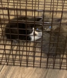 American Shorthair – bonded kittens