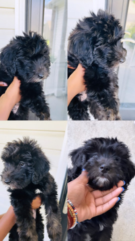8 week old Aussiedoodle