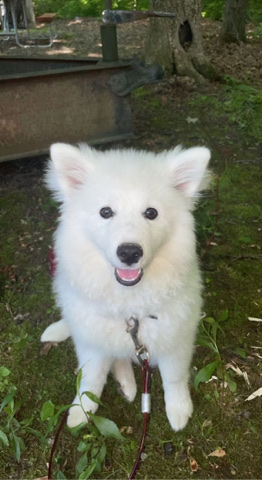 American Eskimo Dog – puppy for sale