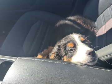 Bernese Mountain dog “Boe”