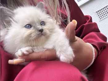 Pure breed Ragdoll Blue Point 