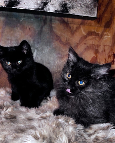 Chantilly-Tiffany – kittens for sale