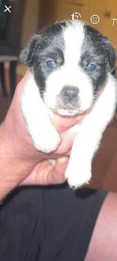 Jack Russell Terrier – jack Russell x2 boys