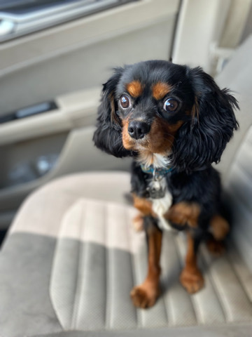 Cavalier King Charles Spaniel – King Charles Cavalier
