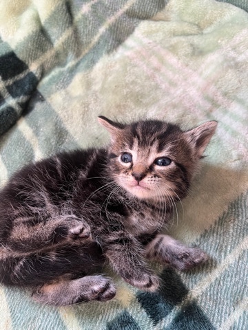 kittens for sell