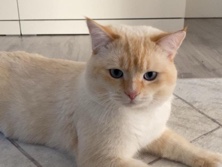 Image of Brazilian Shorthair