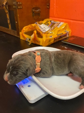 Cane Corso – Cane Corso pups