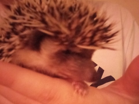 Hedgehog - hedgehog boy about 8-9 months old available for adoption in Summerville