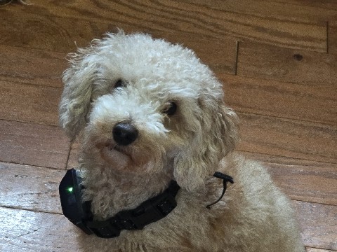 Poodle – Beau Miniature Poodle – Memphis