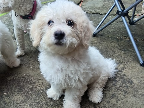 Shichon – cuddly, loving Shishon Girl ready for walkies. – Runcorn