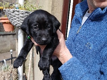 Labrador Retriever – Labrador puppies – Rawtenstall