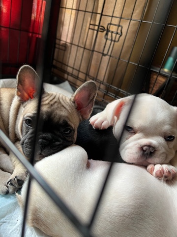 French Bulldog – Fabulous Frenchies