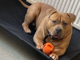American Bulldog – American bully – Cei Connah