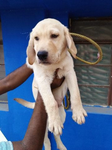 Dog selling