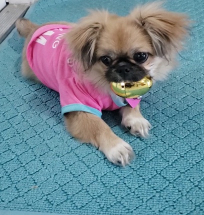 Bella needs a new home 