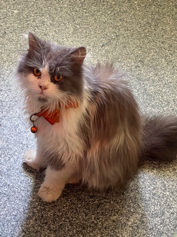 Persian (Traditional) – Female Persian cat(Rosy)