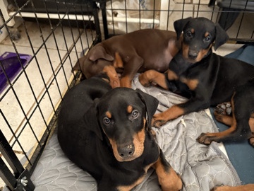 Doberman puppy’s