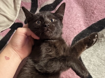 Norwegian Forest cat – kittens for sale ready for forever home – Aurora