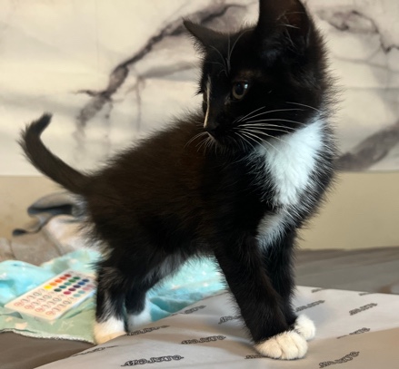 Siamese – kittens